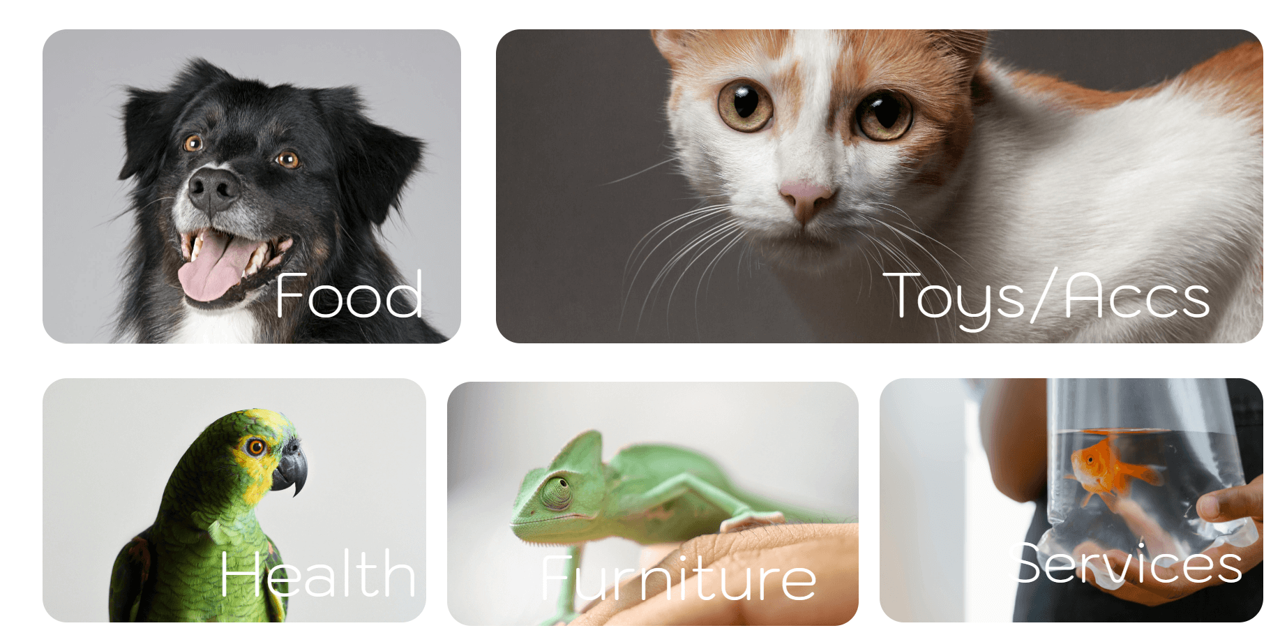 Images of pets